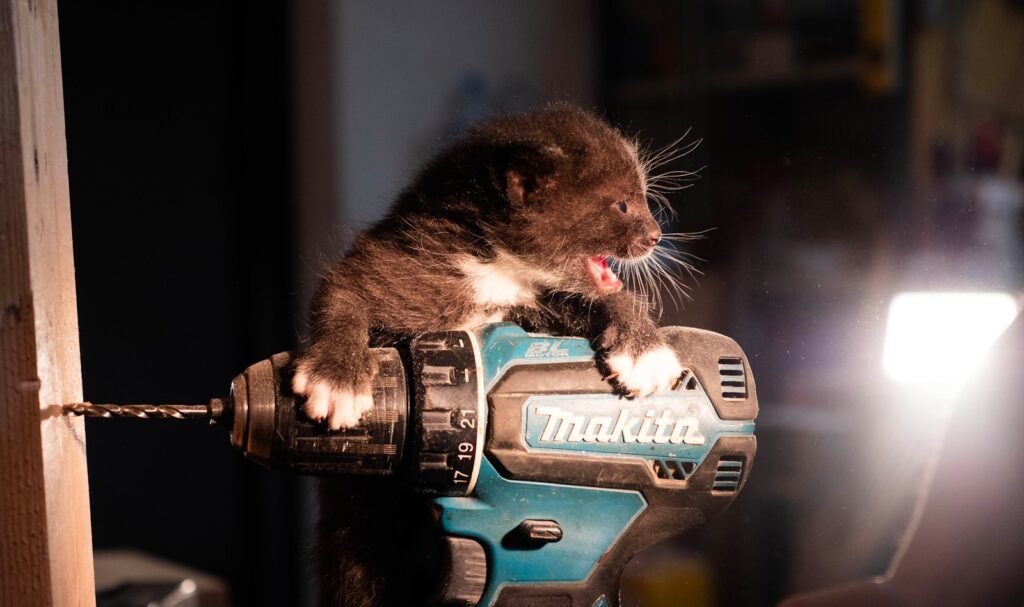 A cat sitting on top of a power drill